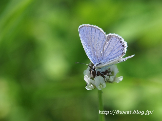 ツバメシジミ