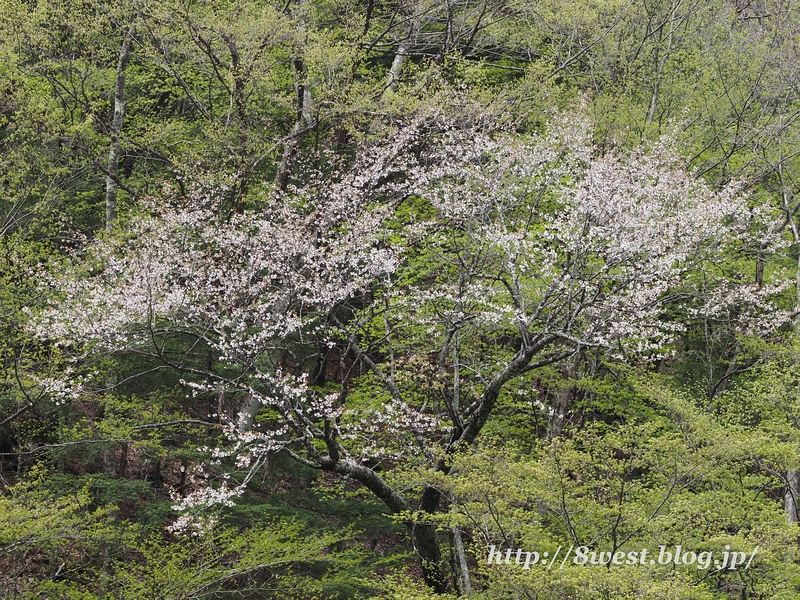 霞桜4