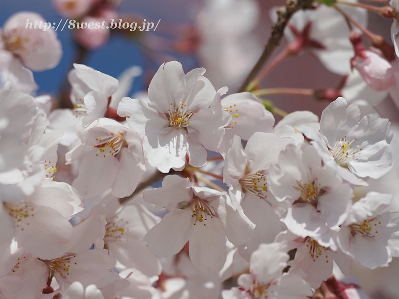 桜12
