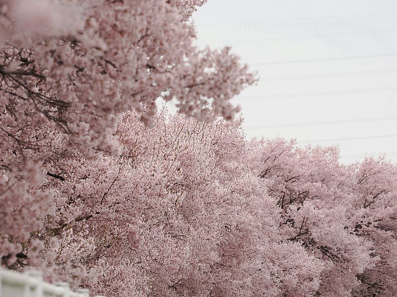 高遠小彼岸桜50