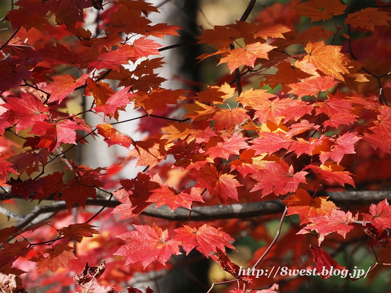 黄紅葉17