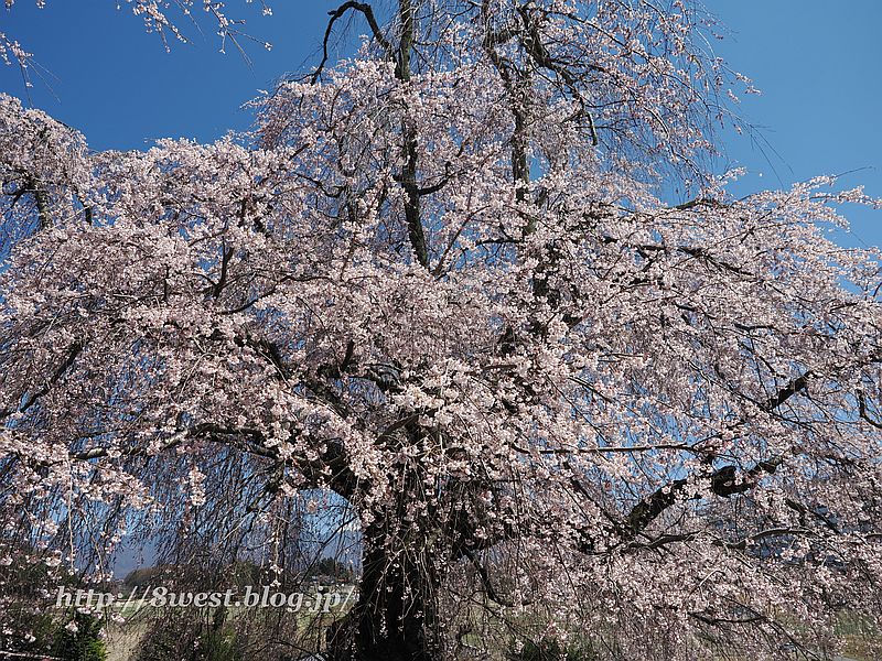 祖霊桜3