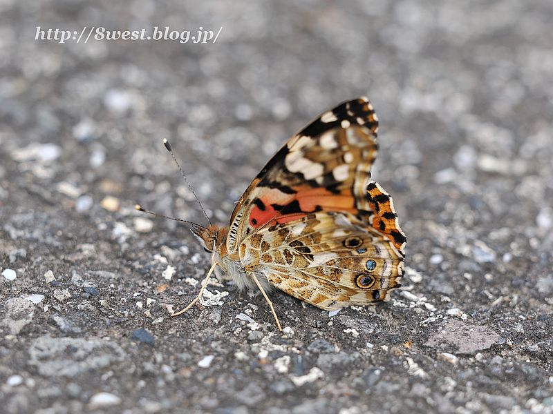 ヒメアカタテハ1