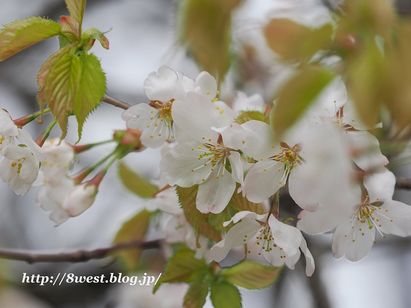霞桜4