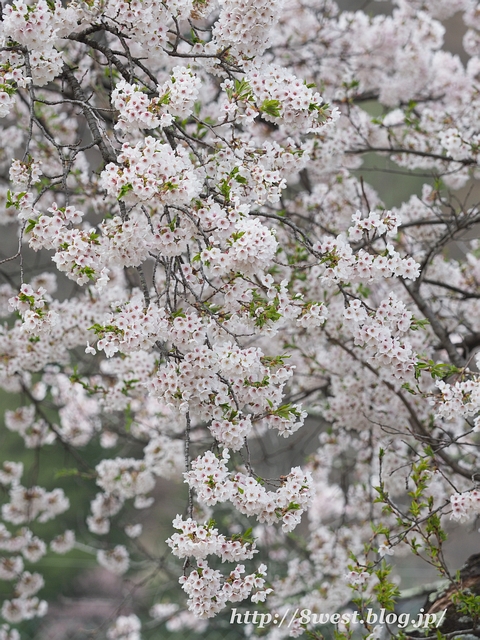 御野立桜2