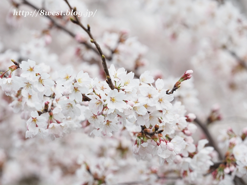 桜2