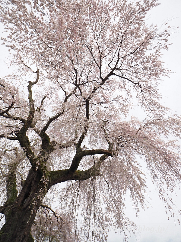祖霊桜09