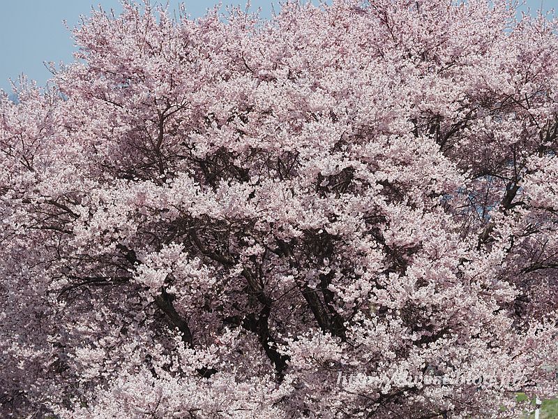 桜17