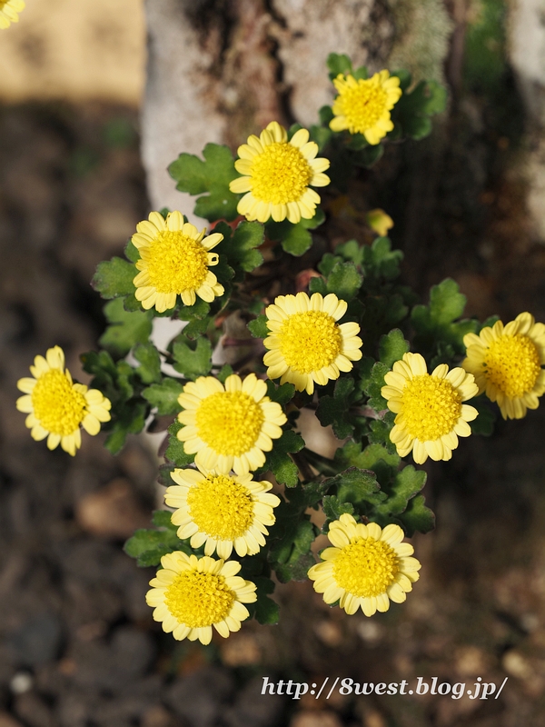 菊