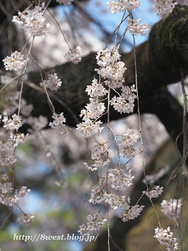 阿弥陀寺19