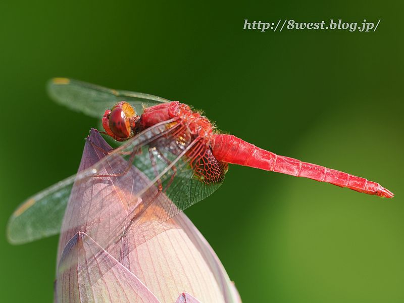 ショウジョウトンボ2
