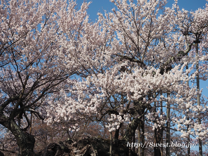 神代桜17