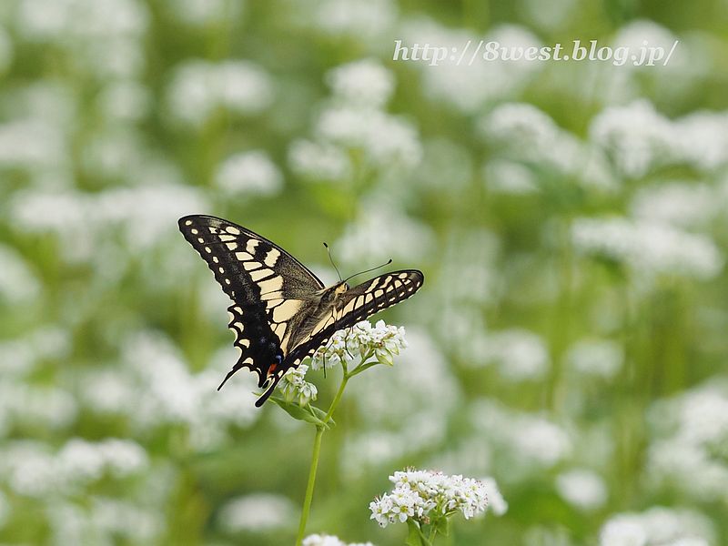 キアゲハ4
