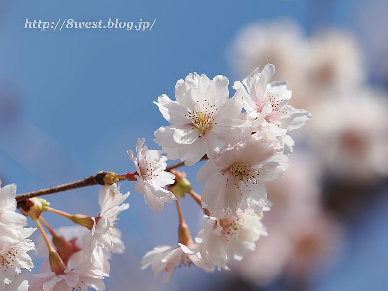 桜15