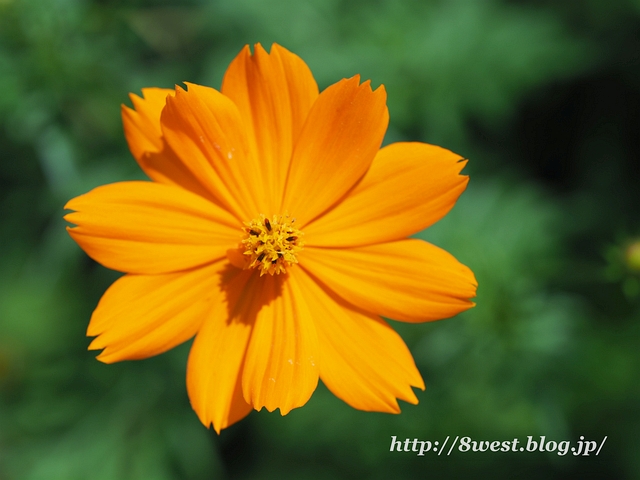 キバナコスモス