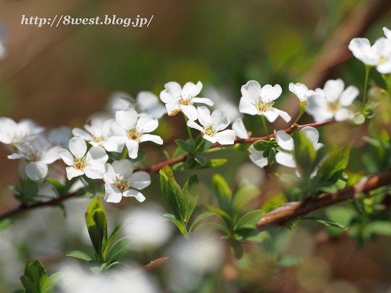 ユキヤナギ