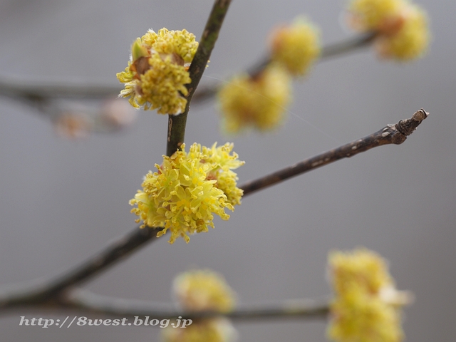 ダンコウバイ06