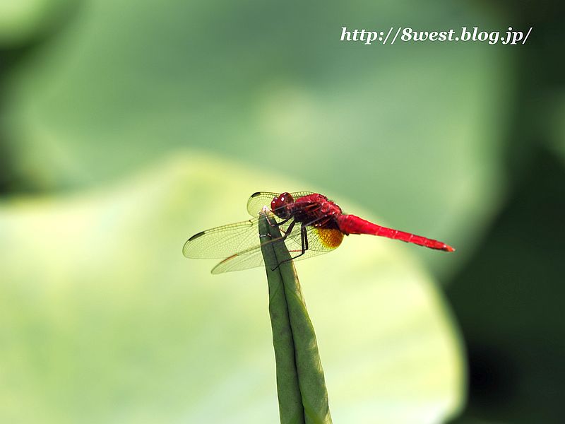 ショウジョウトンボ