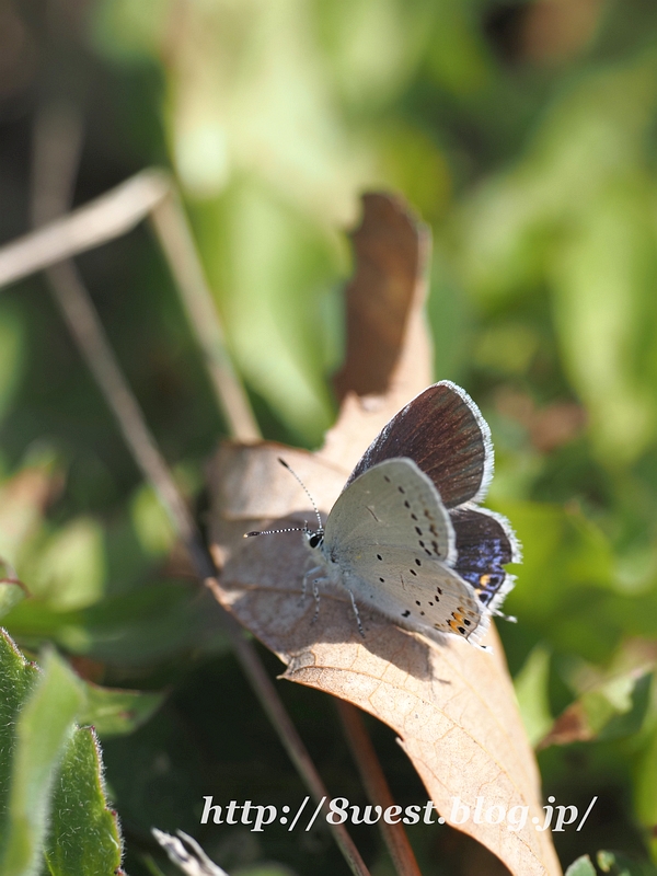 ツバメシジミ1