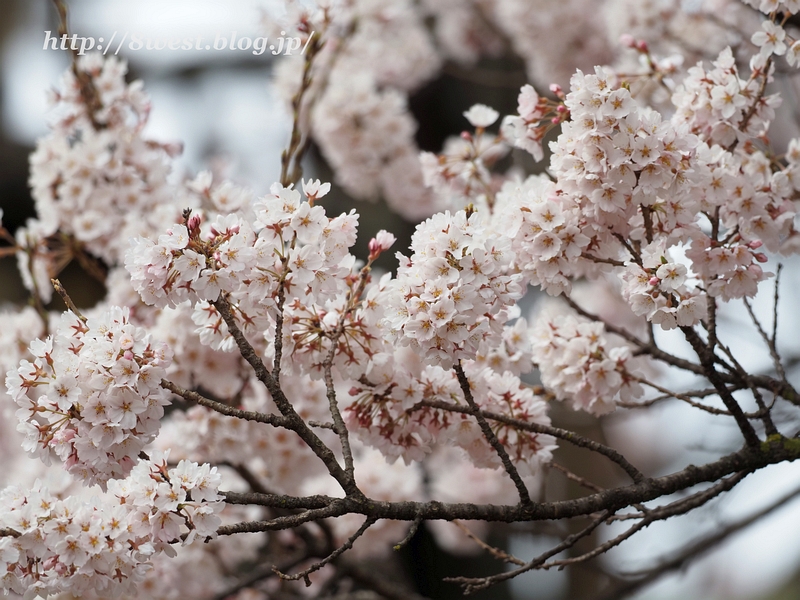 神代桜27