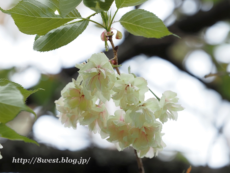 八重桜5