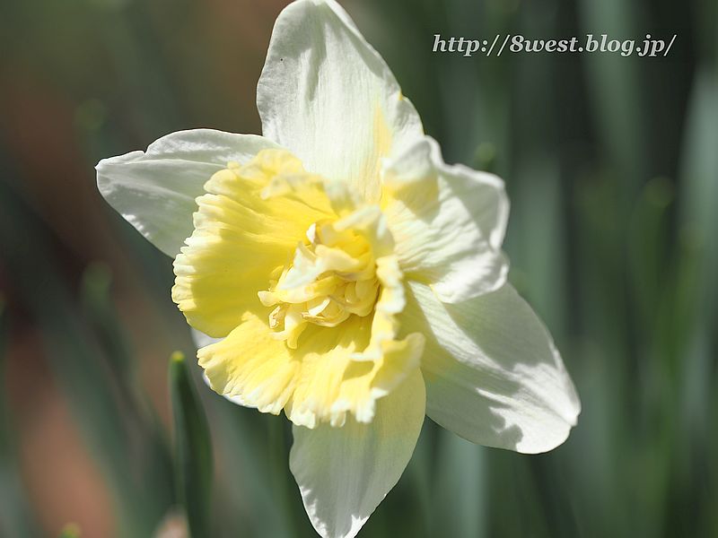 水仙3