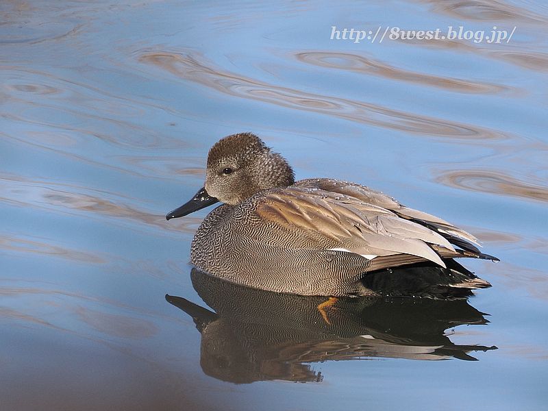 オカヨシガモ1