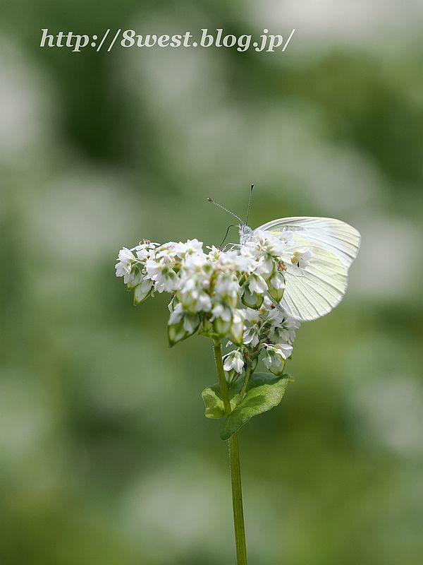 モンシロチョウ