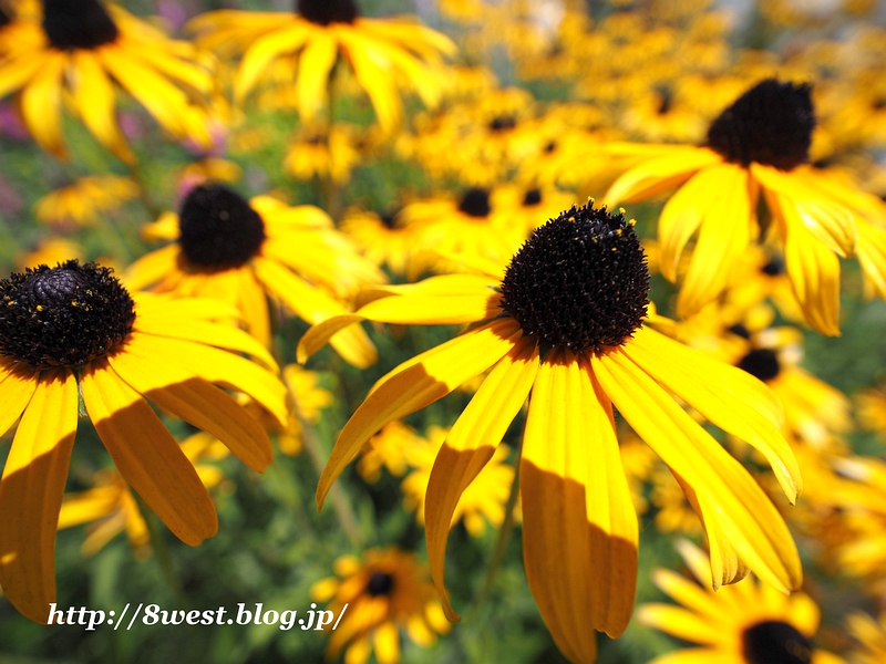 ルドベキア1
