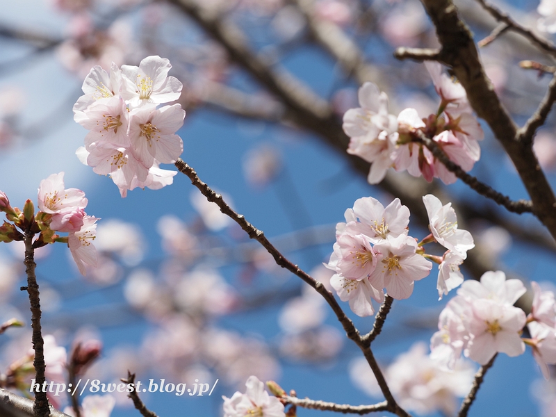 富士見の桜07