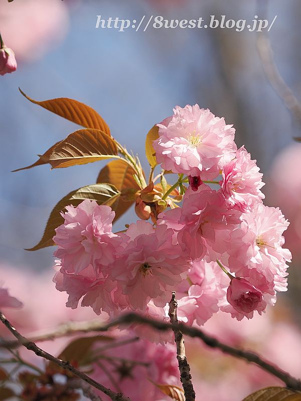 八重桜20