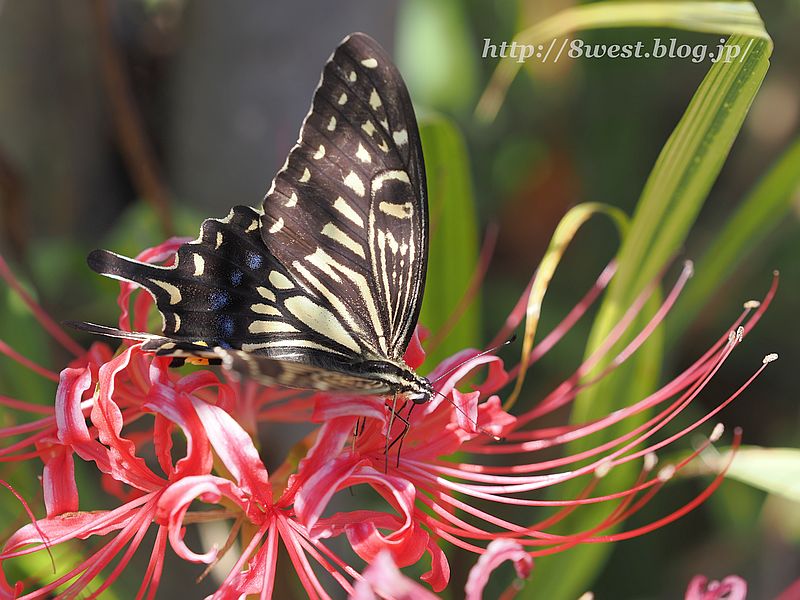 アゲハ9