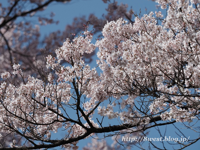 高遠桜07