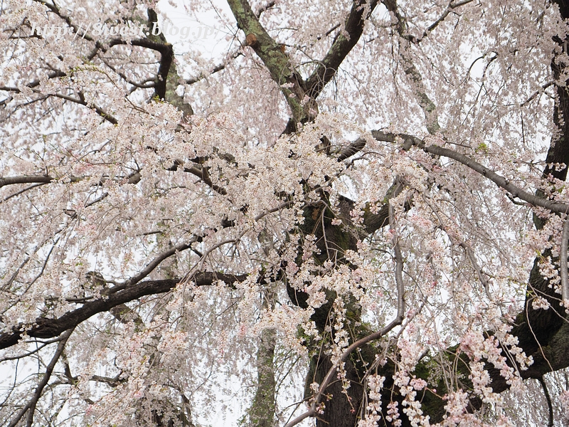 祖霊桜03