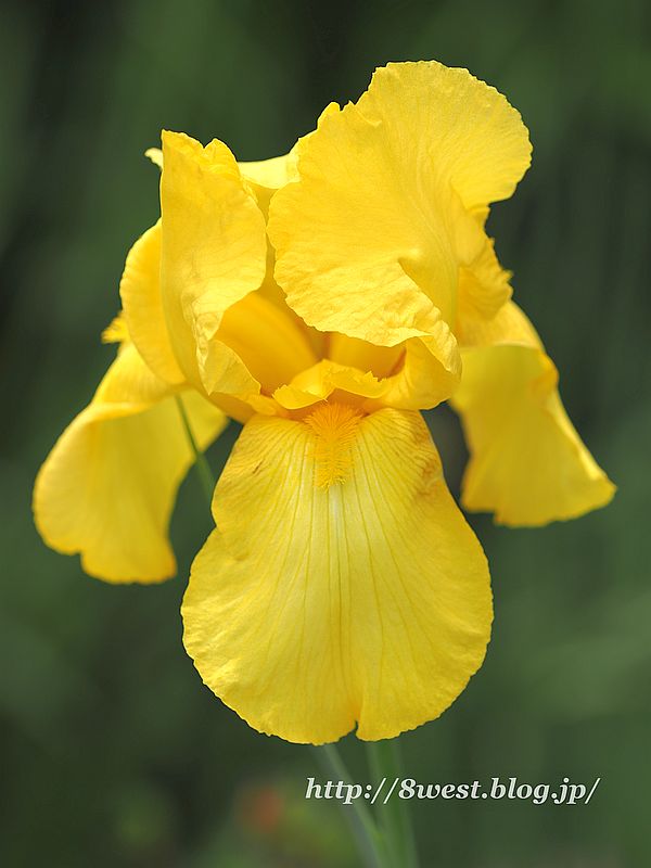 ジャーマンアイリス3