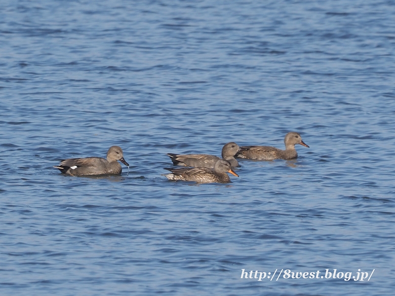 オカヨシガモ3