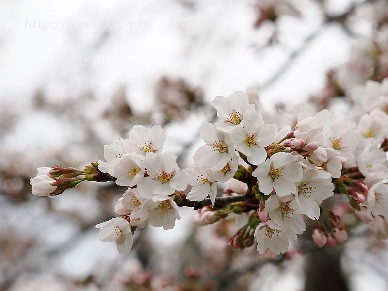 桜4