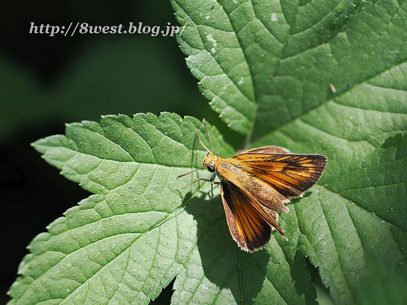 スジグロチャバネセセリ3