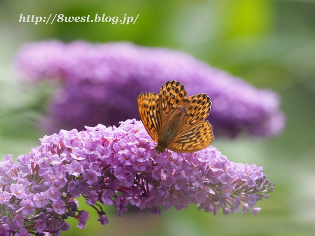 ミドリヒョウモン