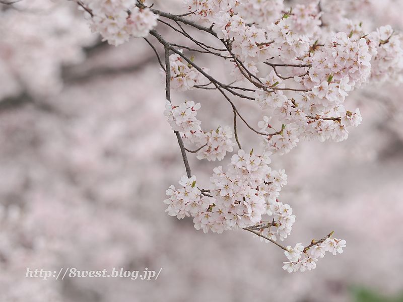 高遠小彼岸桜42