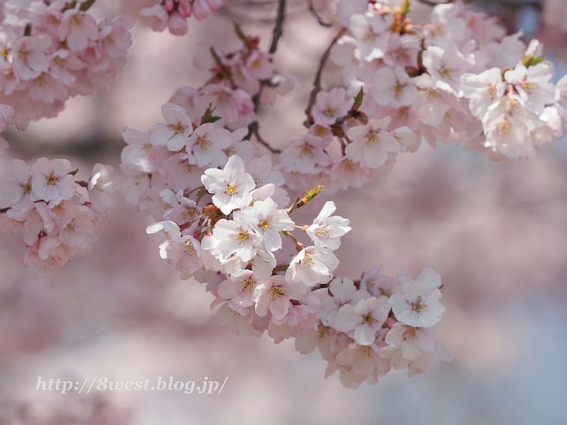 桜44