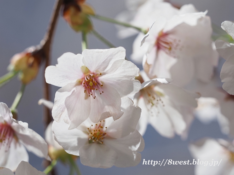 桜11