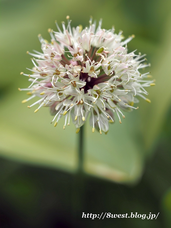 行者ニンニクの花 新 八ヶ岳西麓日記