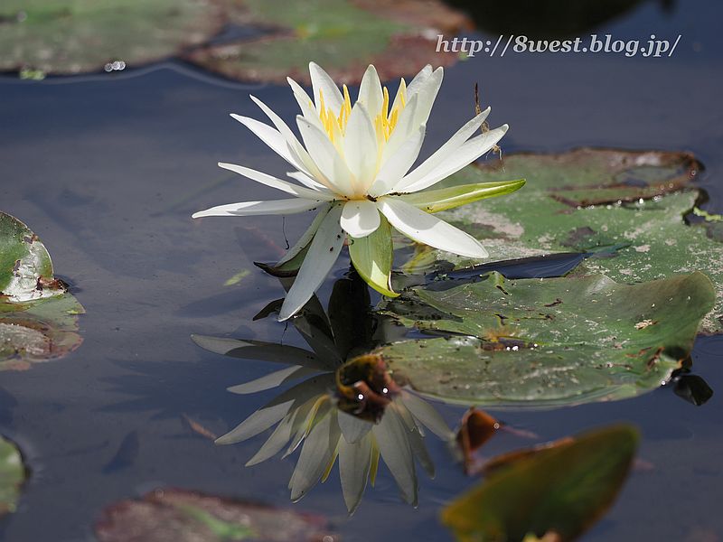 睡蓮7