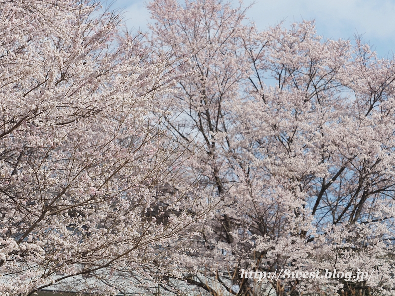 桜13