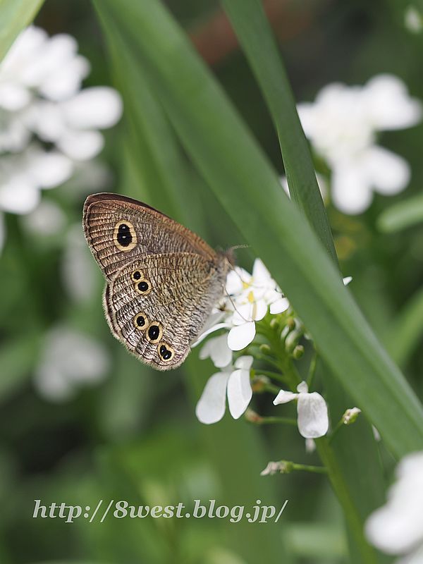 ヒメウラナミジャノメ3