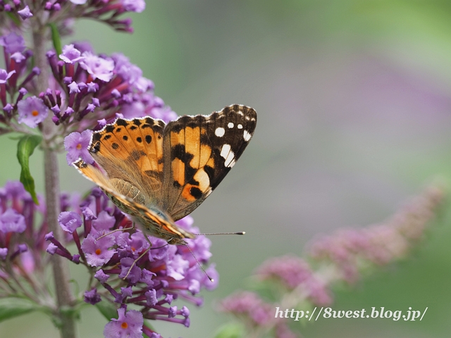 ヒメアカタテハ3