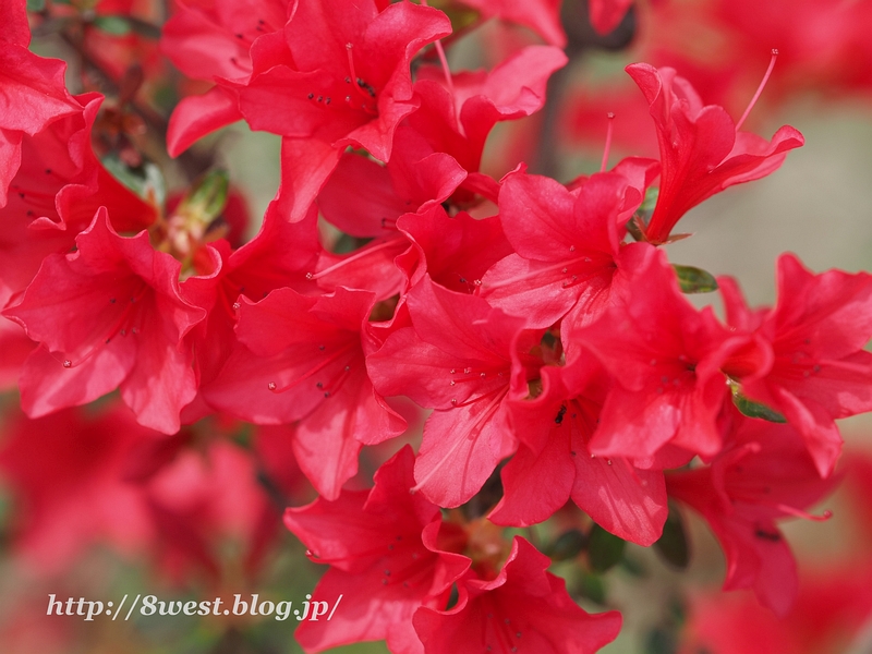 ツツジ3
