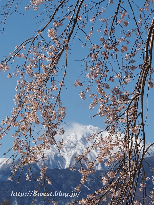 桜と甲斐駒