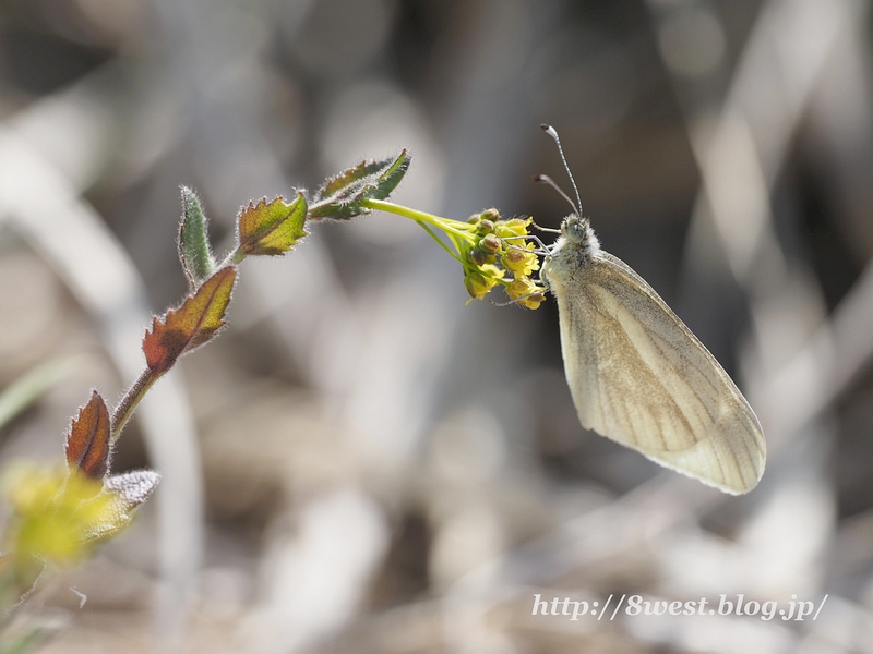 ヒメシロチョウ02